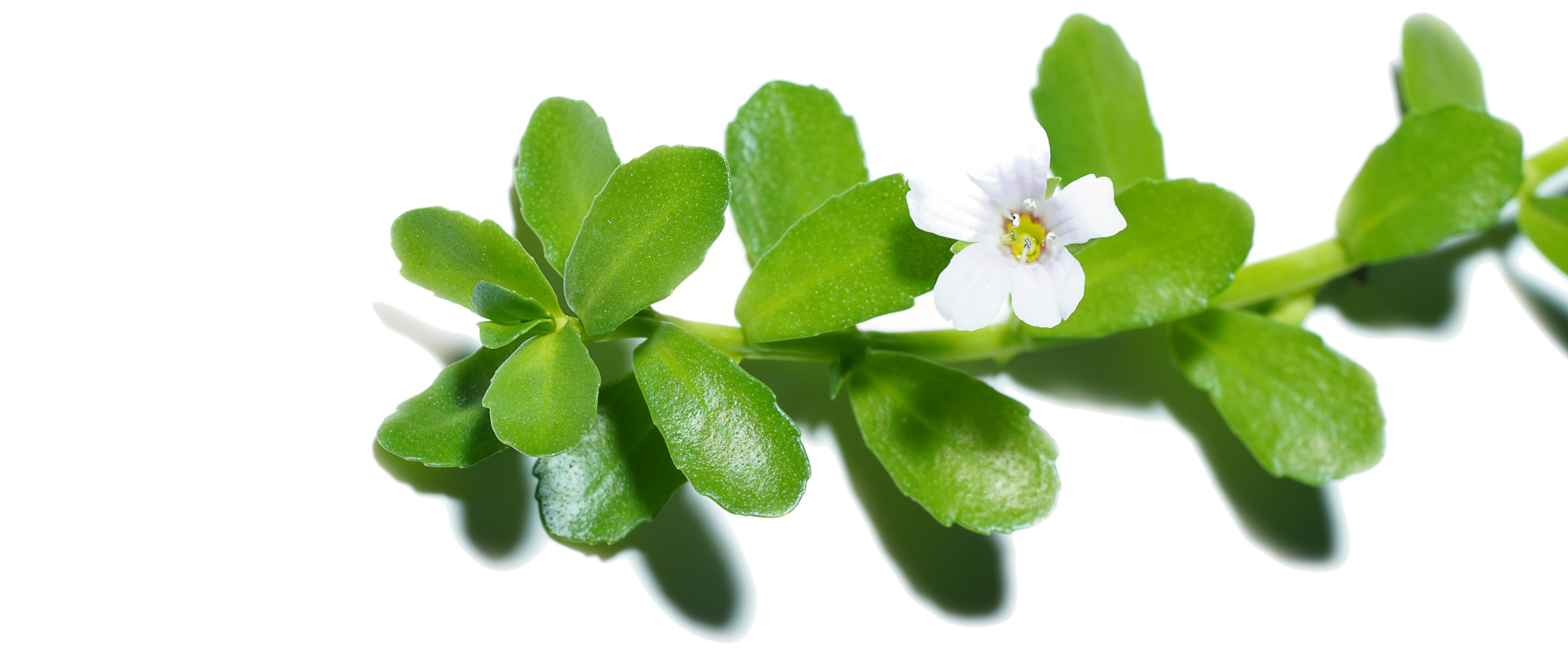 bacopa.jpeg