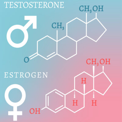 visual scientific hormones estrogen testosterone