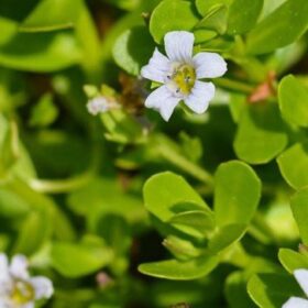 Close-up of Bacopa Monnieri plant with bright green leaves and delicate white flowers, showing natural herbal ingredient used in recovery supplements