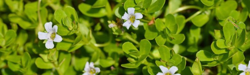 Close-up of Bacopa Monnieri plant with bright green leaves and delicate white flowers, showing natural herbal ingredient used in recovery supplements